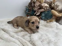 Belle, a female Miniature Dachshund for sale in Stoutland, MO – 6 of 7