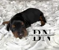 Littlefoot, a male Miniature Dachshund for sale in Stoutland, MO – 2 of 4