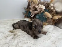 Jasmine, a female Dachshund for sale in Stoutland, MO – 5 of 6