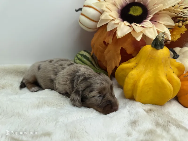 Paisley  – Miniature Dachshund puppy for sale in Stoutland, MO