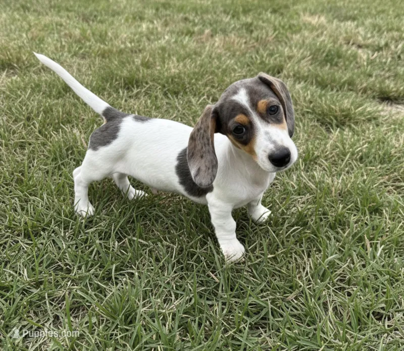 Ducky – Miniature Dachshund puppy for sale in Stoutland, MO