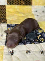 Crash , a male Miniature Dachshund for sale in Stoutland, MO – 2 of 2