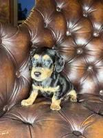 Waylon, a male Miniature Dachshund for sale in Stoutland, MO – 4 of 8