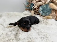 Opal, a female Dachshund for sale in Stoutland, MO – 2 of 3