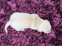 Butters, a male Miniature Dachshund for sale in Stoutland, MO – 4 of 4