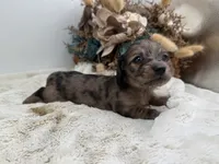 Jasmine, a female Dachshund for sale in Stoutland, MO – 2 of 6
