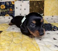 Dolly, a female Miniature Dachshund for sale in Stoutland, MO – 10 of 10