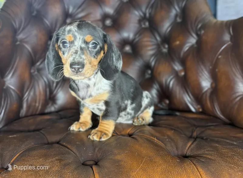 Shelby  – Miniature Dachshund puppy for sale in Stoutland, MO