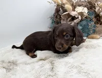 Luna, a female Dachshund for sale in Stoutland, MO – 2 of 7