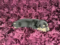 Ellie, a female Miniature Dachshund for sale in Stoutland, MO – 4 of 4