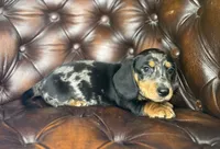 Vin, a male Miniature Dachshund for sale in Stoutland, MO – 3 of 7