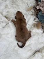 Rosie, a female Dachshund for sale in Stoutland, MO – 5 of 5