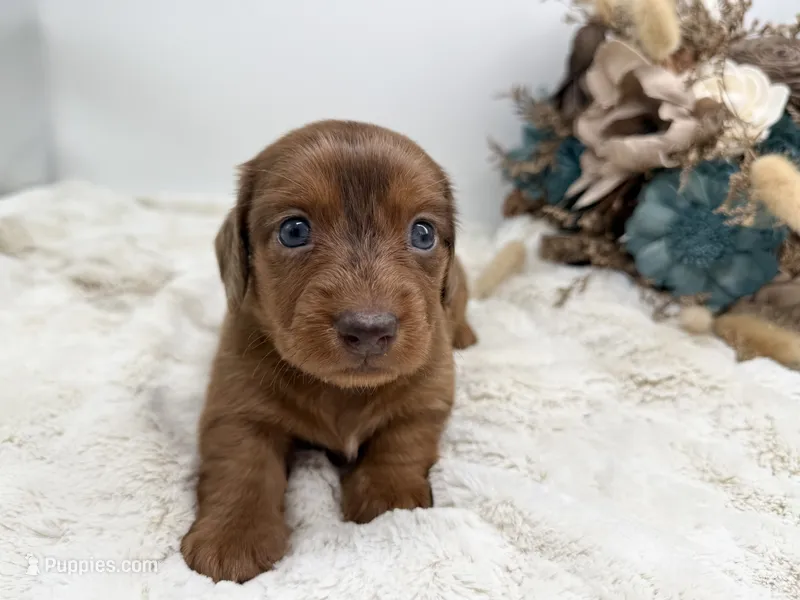 Rhett – Dachshund puppy for sale in Stoutland, MO
