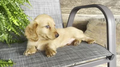 Silas, a male Dachshund for sale in Ligonier, IN – 5 of 5