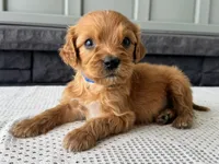 Billy, a male Irish Doodle for sale in Ligonier, IN – 3 of 5