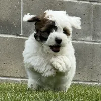 Janie, a female Havapoo for sale in Ligonier, IN – 1 of 6