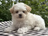 Gage, a male Poodle - Miniature  for sale in Ligonier, IN – 4 of 5