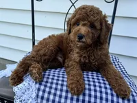 Tyler, a male Poodle - Miniature  for sale in Ligonier, IN – 4 of 5