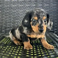 Dexter, a male Dachshund for sale in Ligonier, IN – 3 of 5