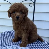 Titus , a male Poodle - Miniature  for sale in Ligonier, IN – 3 of 5
