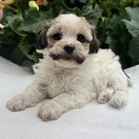 Belle, a female Havapoo for sale in Ligonier, IN – 3 of 5