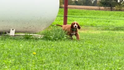 Rusty, a male Irish Doodle for sale in Ligonier, IN – 4 of 4