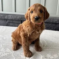 Ginger, a female Irish Doodle for sale in Ligonier, IN – 5 of 5