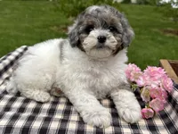 Harper, a female Poodle - Toy  for sale in Ligonier, IN – 4 of 5