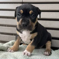 Gia, a female American Bully for sale in Ligonier, IN – 3 of 4
