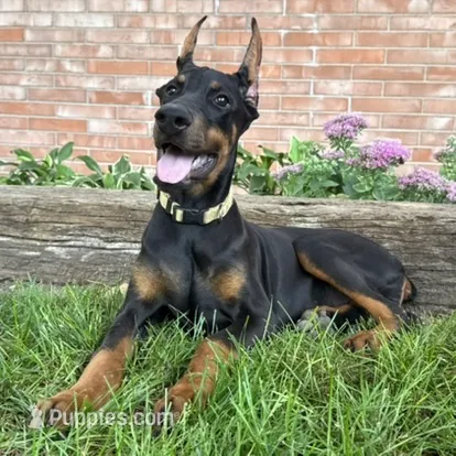 Zinnia – Doberman Pinscher puppy for sale in Ligonier, IN
