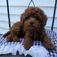 Tank, a male Poodle - Miniature  for sale in Ligonier, IN – 4 of 5