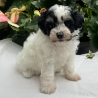 Betsy, a female Havapoo for sale in Ligonier, IN – 2 of 5