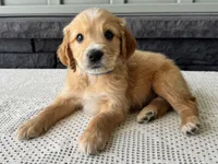 Teddy, a male Irish Doodle for sale in Ligonier, IN – 3 of 4
