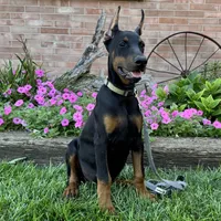 Zorro, a male Doberman Pinscher for sale in Ligonier, IN – 2 of 5