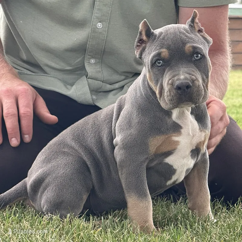 Hurley – American Bully puppy for sale in Ligonier, IN