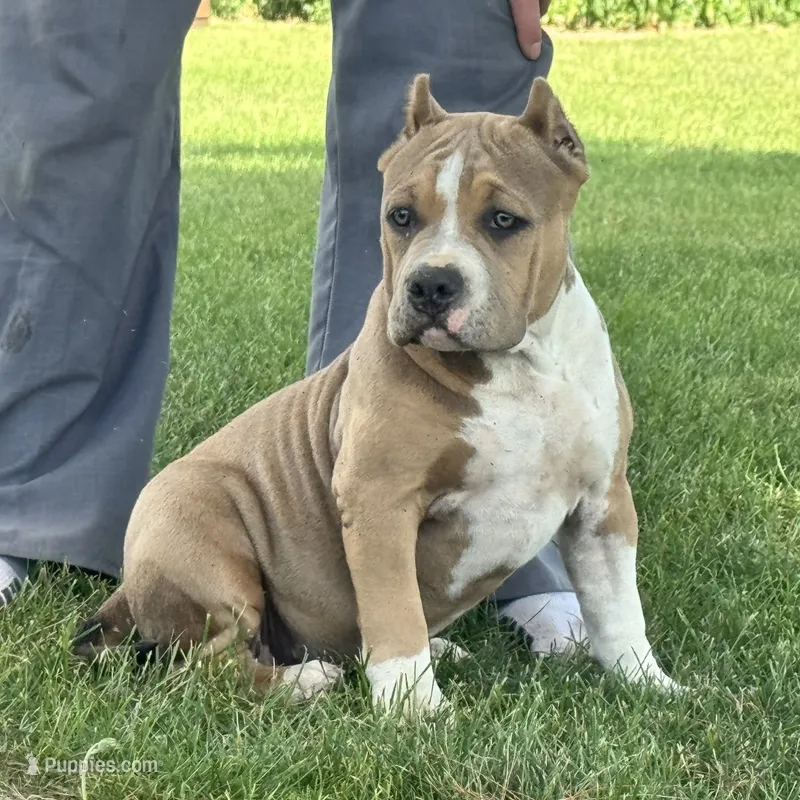 Faye – American Bully puppy for sale in Ligonier, IN
