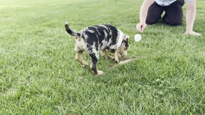 Griffon, a male American Bully for sale in Ligonier, IN – 2 of 2