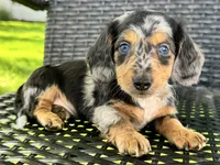 Dominic , a male Dachshund for sale in Ligonier, IN – 4 of 6