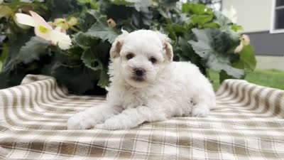 Gage, a male Poodle - Miniature  for sale in Ligonier, IN – 5 of 5