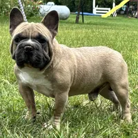 Samson, a male French Bulldog for sale in Ligonier, IN – 5 of 6