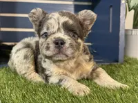Gabriel, a male French Bulldog for sale in Ligonier, IN – 3 of 5