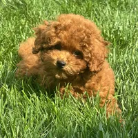 Tank, a male Poodle - Miniature  for sale in Ligonier, IN – 2 of 4