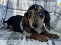Dominic , a male Dachshund for sale in Ligonier, IN – 1 of 4