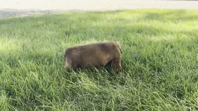 Anson, a male Dachshund for sale in Ligonier, IN – 5 of 5