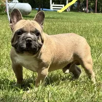 Samson, a male French Bulldog for sale in Ligonier, IN – 2 of 6