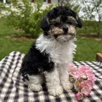 Hans, a male Poodle - Toy  for sale in Ligonier, IN – 4 of 6