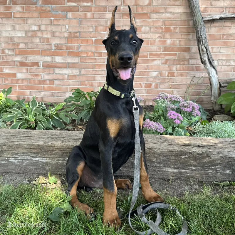 Zorro – Doberman Pinscher puppy for sale in Ligonier, IN