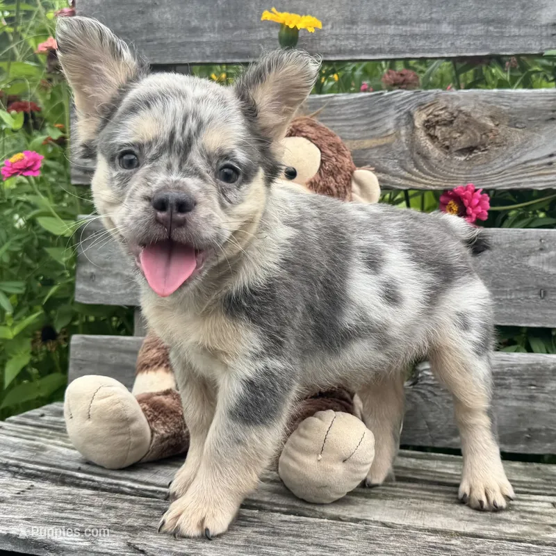 Grace – French Bulldog puppy for sale in Ligonier, IN