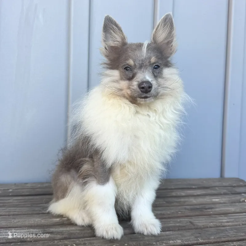 Arctic – Pomeranian puppy for sale in Ligonier, IN