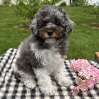Holly, a female Poodle - Toy  for sale in Ligonier, IN – 4 of 5